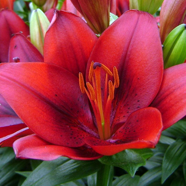 Лилия Тайни Рокет - описание, характеристики, посадка и выращивание, отзывы Лилия Тайни Рокет: описание, характеристики, посадка и выращивание, отзывы